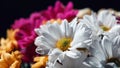 Various ÃÂhrysanthemums flowers on black background. ÃÂ¡opy space. Bouquet of colorful flowers Royalty Free Stock Photo